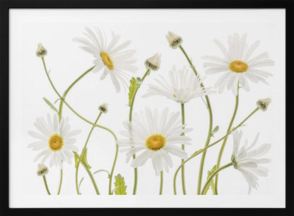 A framed piece of art featuring several white daisies with yellow centers and slender green stems against a clean white background. Some flowers are in full bloom while others are still buds. Wall Art