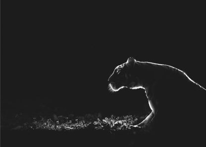 A dramatic black and white photograph of a tiger at night, captured in profile. A strong rim light outlines the silhouette of the tiger's head, back, and front leg against a pure black background, highlighting the texture of its fur as it stalks through low-lit foliage. The entire image is enclosed in a silver frame. Artwork