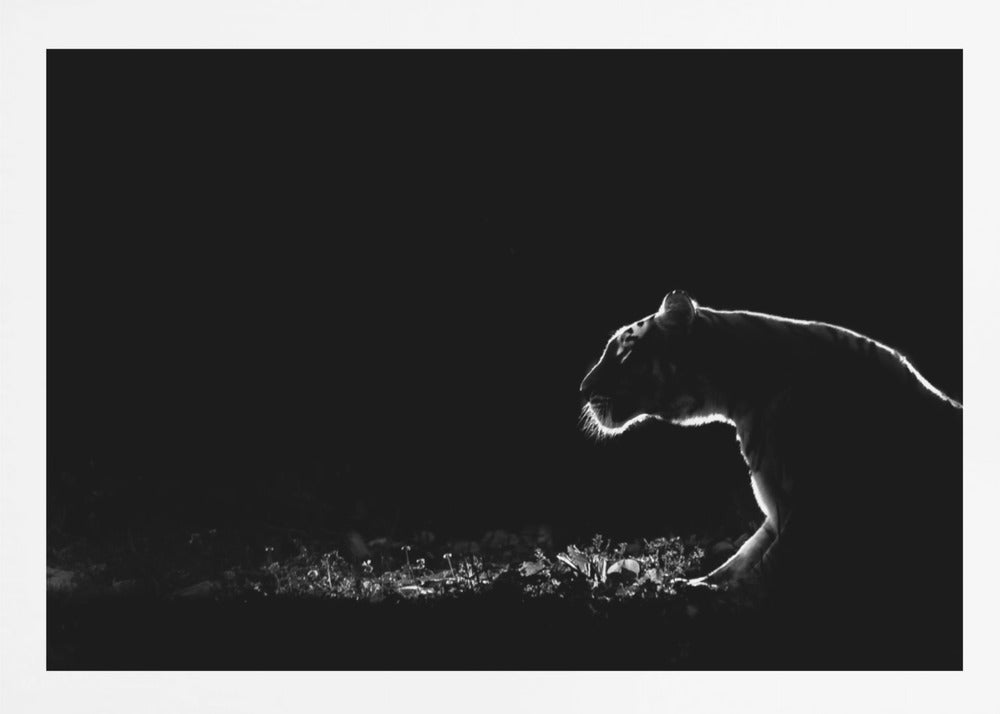 A dramatic black and white photograph of a tiger at night, captured in profile. A strong rim light outlines the silhouette of the tiger's head, back, and front leg against a pure black background, highlighting the texture of its fur as it stalks through low-lit foliage. The entire image is enclosed in a silver frame. Artwork
