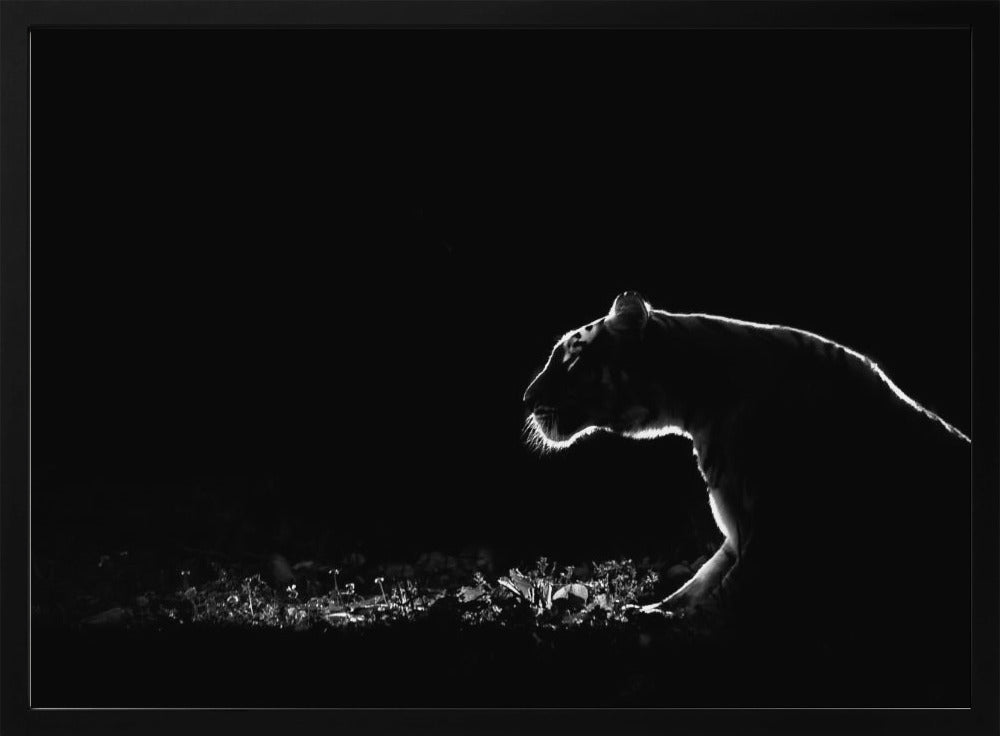 A dramatic black and white photograph of a tiger at night, captured in profile. A strong rim light outlines the silhouette of the tiger's head, back, and front leg against a pure black background, highlighting the texture of its fur as it stalks through low-lit foliage. The entire image is enclosed in a silver frame. Artwork