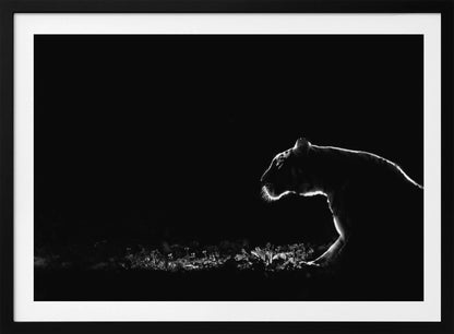 A dramatic black and white photograph of a tiger at night, captured in profile. A strong rim light outlines the silhouette of the tiger's head, back, and front leg against a pure black background, highlighting the texture of its fur as it stalks through low-lit foliage. The entire image is enclosed in a silver frame. Artwork