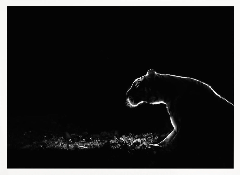 A dramatic black and white photograph of a tiger at night, captured in profile. A strong rim light outlines the silhouette of the tiger's head, back, and front leg against a pure black background, highlighting the texture of its fur as it stalks through low-lit foliage. The entire image is enclosed in a silver frame. Artwork