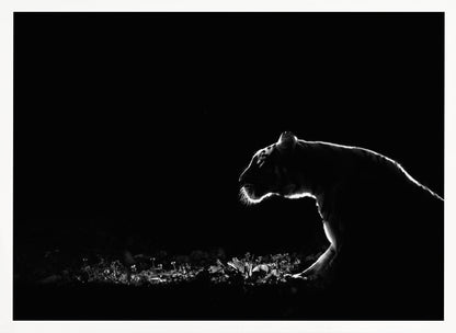 A dramatic black and white photograph of a tiger at night, captured in profile. A strong rim light outlines the silhouette of the tiger's head, back, and front leg against a pure black background, highlighting the texture of its fur as it stalks through low-lit foliage. The entire image is enclosed in a silver frame. Artwork
