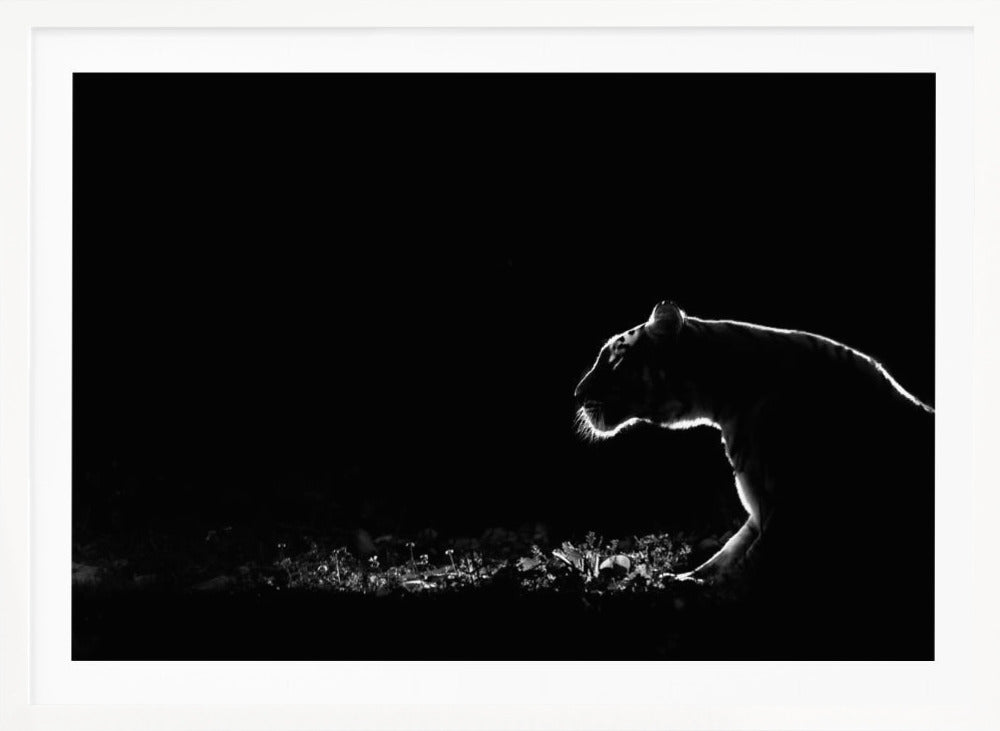 A dramatic black and white photograph of a tiger at night, captured in profile. A strong rim light outlines the silhouette of the tiger's head, back, and front leg against a pure black background, highlighting the texture of its fur as it stalks through low-lit foliage. The entire image is enclosed in a silver frame. Artwork