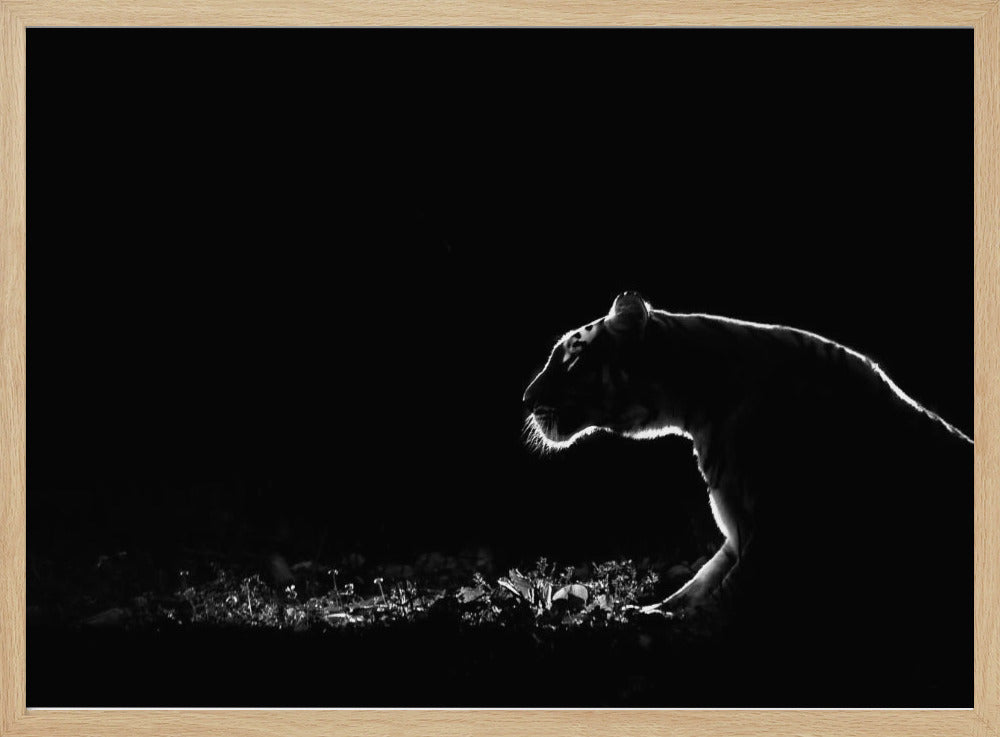 A dramatic black and white photograph of a tiger at night, captured in profile. A strong rim light outlines the silhouette of the tiger's head, back, and front leg against a pure black background, highlighting the texture of its fur as it stalks through low-lit foliage. The entire image is enclosed in a silver frame. Artwork