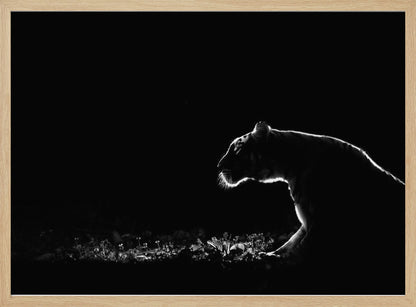 A dramatic black and white photograph of a tiger at night, captured in profile. A strong rim light outlines the silhouette of the tiger's head, back, and front leg against a pure black background, highlighting the texture of its fur as it stalks through low-lit foliage. The entire image is enclosed in a silver frame. Artwork