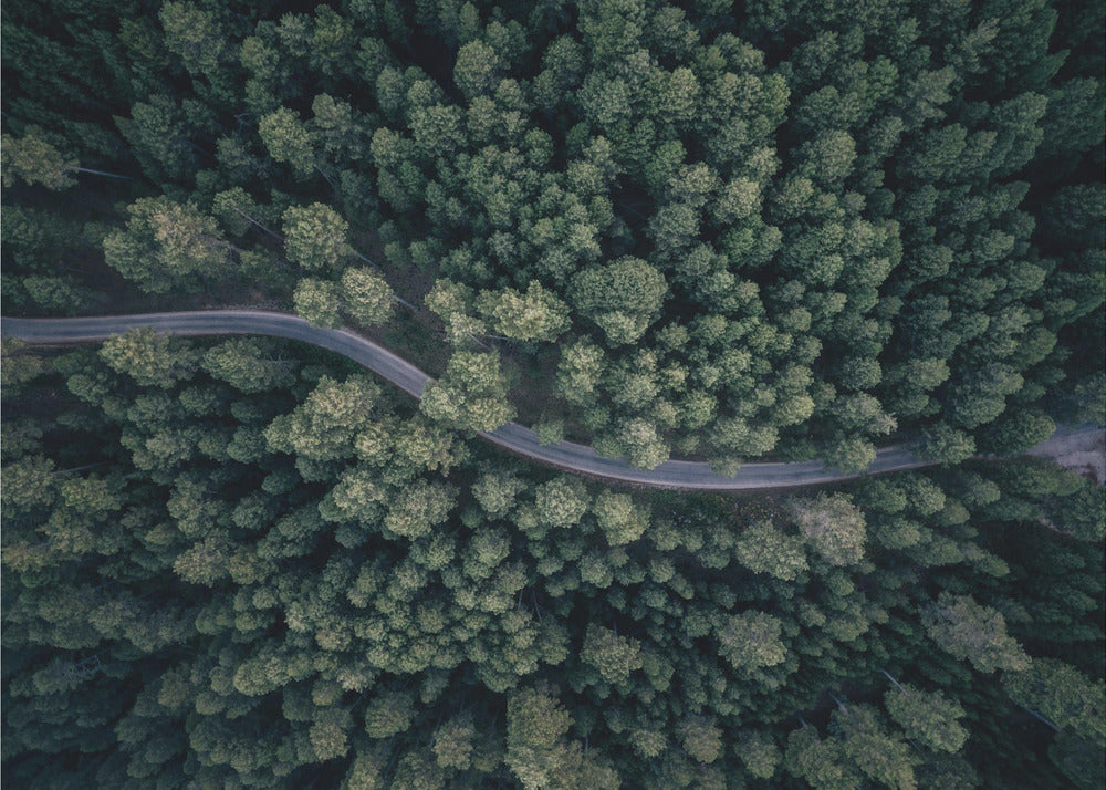 An aerial, top-down photograph of a winding grey road cutting through a vast, dense forest of dark green pine trees, framed in a simple silver border. Decor