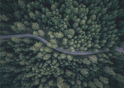 An aerial, top-down photograph of a winding grey road cutting through a vast, dense forest of dark green pine trees, framed in a simple silver border. Decor