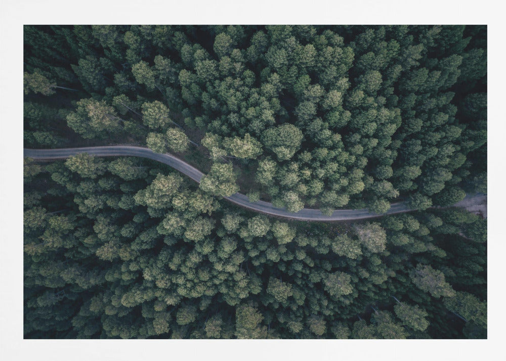 An aerial, top-down photograph of a winding grey road cutting through a vast, dense forest of dark green pine trees, framed in a simple silver border. Decor