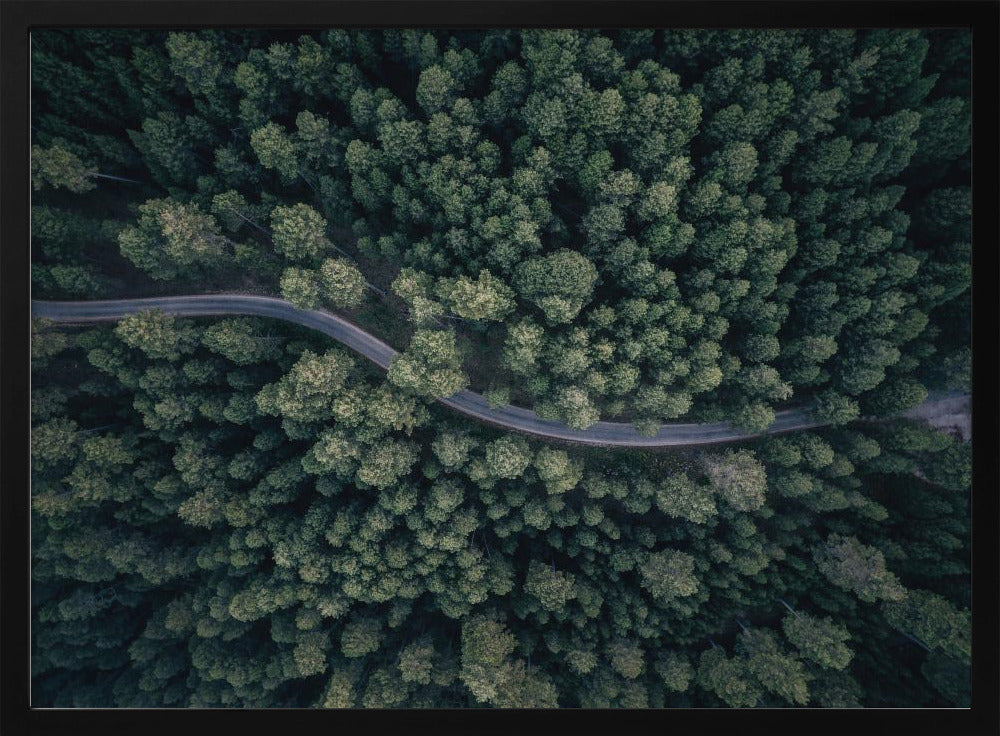 An aerial, top-down photograph of a winding grey road cutting through a vast, dense forest of dark green pine trees, framed in a simple silver border. Decor