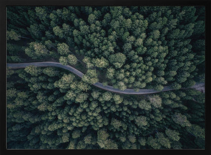 An aerial, top-down photograph of a winding grey road cutting through a vast, dense forest of dark green pine trees, framed in a simple silver border. Decor