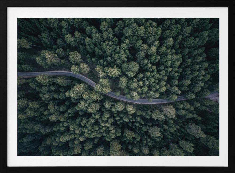 An aerial, top-down photograph of a winding grey road cutting through a vast, dense forest of dark green pine trees, framed in a simple silver border. Decor