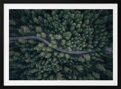 An aerial, top-down photograph of a winding grey road cutting through a vast, dense forest of dark green pine trees, framed in a simple silver border. Decor