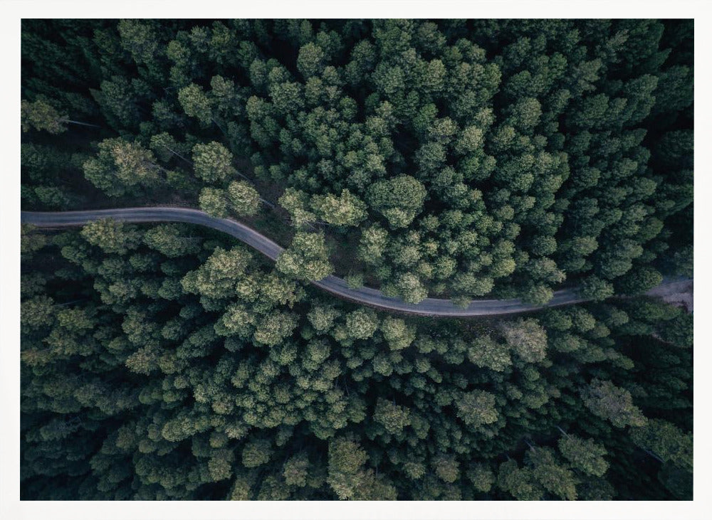 An aerial, top-down photograph of a winding grey road cutting through a vast, dense forest of dark green pine trees, framed in a simple silver border. Decor