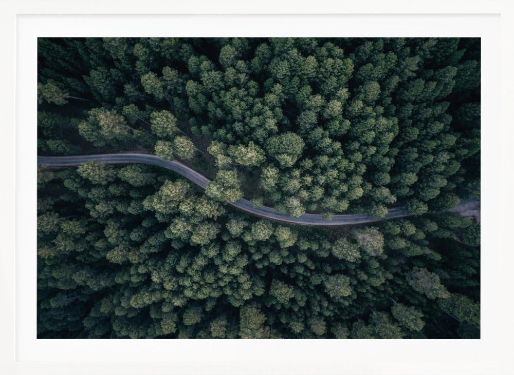 An aerial, top-down photograph of a winding grey road cutting through a vast, dense forest of dark green pine trees, framed in a simple silver border. Decor