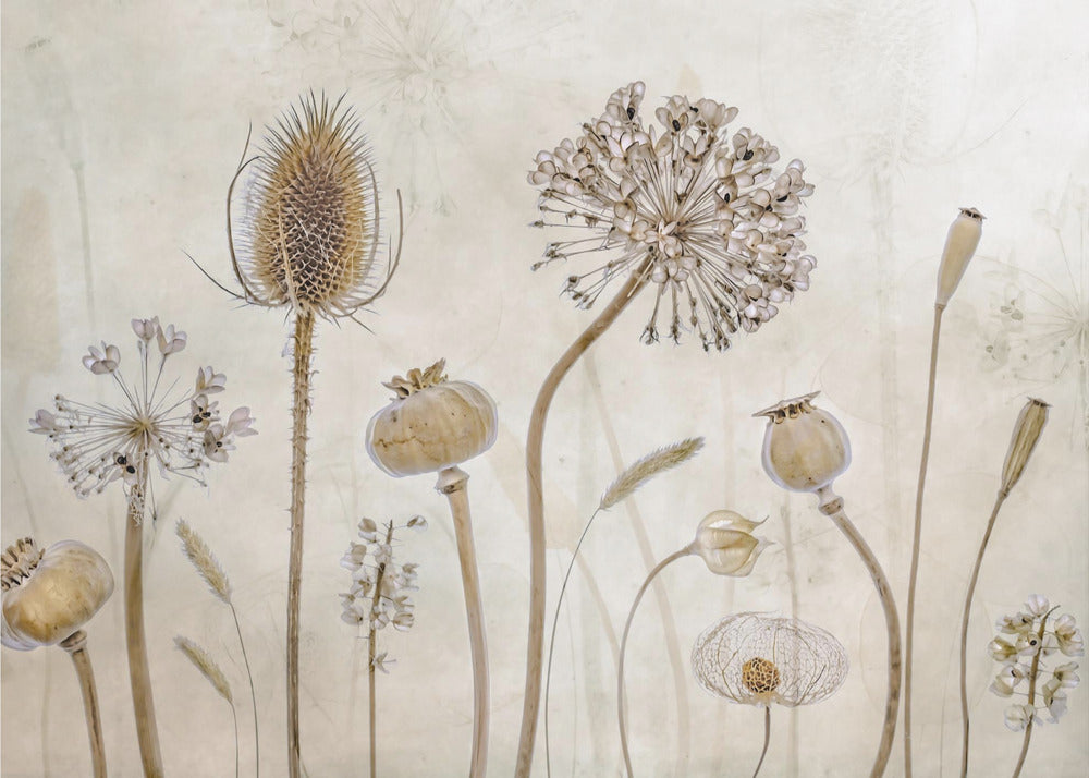 A framed botanical artwork featuring a variety of dried flower heads and seed pods in earthy brown and beige tones. The arrangement, which includes a prominent teasel, poppy pods, and a large allium, is set against a subtle, textured cream background. Print