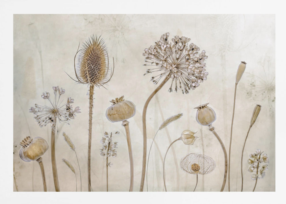 A framed botanical artwork featuring a variety of dried flower heads and seed pods in earthy brown and beige tones. The arrangement, which includes a prominent teasel, poppy pods, and a large allium, is set against a subtle, textured cream background. Print