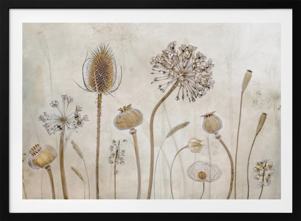 A framed botanical artwork featuring a variety of dried flower heads and seed pods in earthy brown and beige tones. The arrangement, which includes a prominent teasel, poppy pods, and a large allium, is set against a subtle, textured cream background. Print