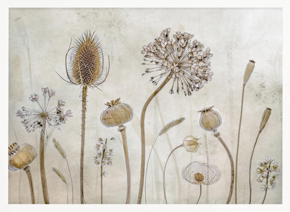 A framed botanical artwork featuring a variety of dried flower heads and seed pods in earthy brown and beige tones. The arrangement, which includes a prominent teasel, poppy pods, and a large allium, is set against a subtle, textured cream background. Print