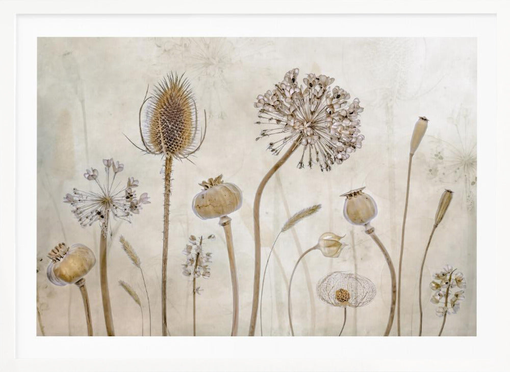 A framed botanical artwork featuring a variety of dried flower heads and seed pods in earthy brown and beige tones. The arrangement, which includes a prominent teasel, poppy pods, and a large allium, is set against a subtle, textured cream background. Print