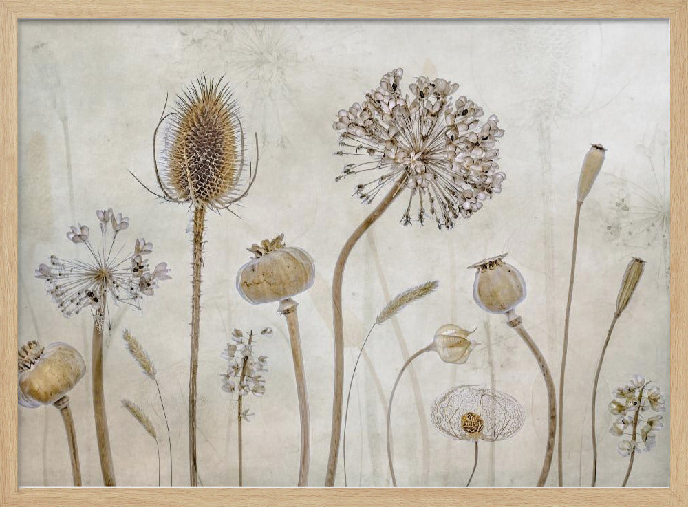 A framed botanical artwork featuring a variety of dried flower heads and seed pods in earthy brown and beige tones. The arrangement, which includes a prominent teasel, poppy pods, and a large allium, is set against a subtle, textured cream background. Print