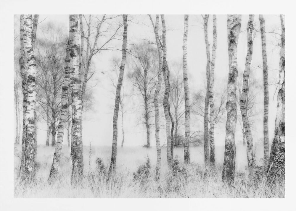 A framed black and white photograph of a misty birch forest. The distinctive white and black trunks of the trees stand in the foreground and recede into a foggy background, with tall, light-colored grass at their base. Decor
