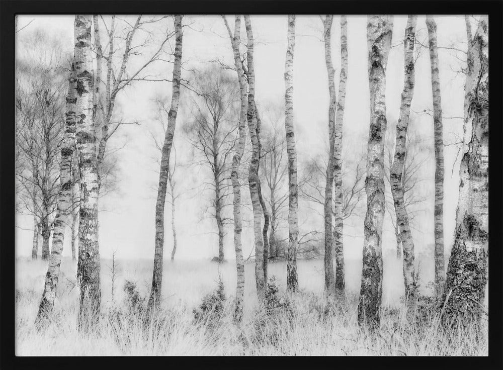 A framed black and white photograph of a misty birch forest. The distinctive white and black trunks of the trees stand in the foreground and recede into a foggy background, with tall, light-colored grass at their base. Decor