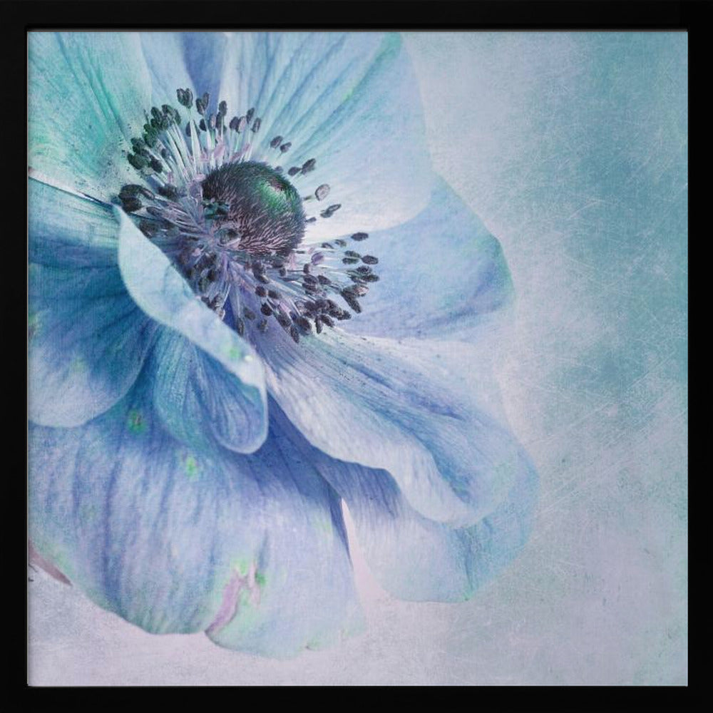 A close-up, artistic photograph of a large blue anemone flower with delicate, layered petals. The center of the flower is a dark, textured black and purple. The background is a soft, textured light blue. The entire image is enclosed in a light-colored wooden frame. Decor