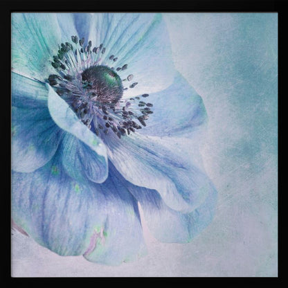 A close-up, artistic photograph of a large blue anemone flower with delicate, layered petals. The center of the flower is a dark, textured black and purple. The background is a soft, textured light blue. The entire image is enclosed in a light-colored wooden frame. Decor