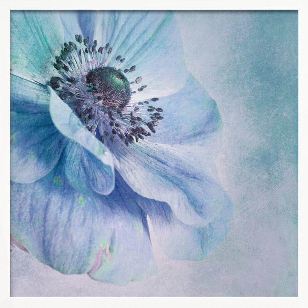 A close-up, artistic photograph of a large blue anemone flower with delicate, layered petals. The center of the flower is a dark, textured black and purple. The background is a soft, textured light blue. The entire image is enclosed in a light-colored wooden frame. Decor