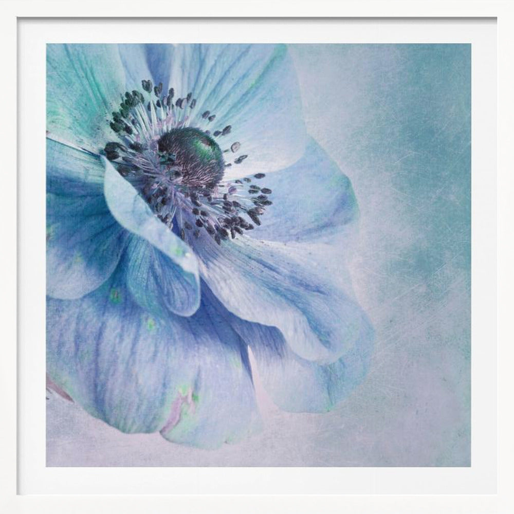 A close-up, artistic photograph of a large blue anemone flower with delicate, layered petals. The center of the flower is a dark, textured black and purple. The background is a soft, textured light blue. The entire image is enclosed in a light-colored wooden frame. Decor