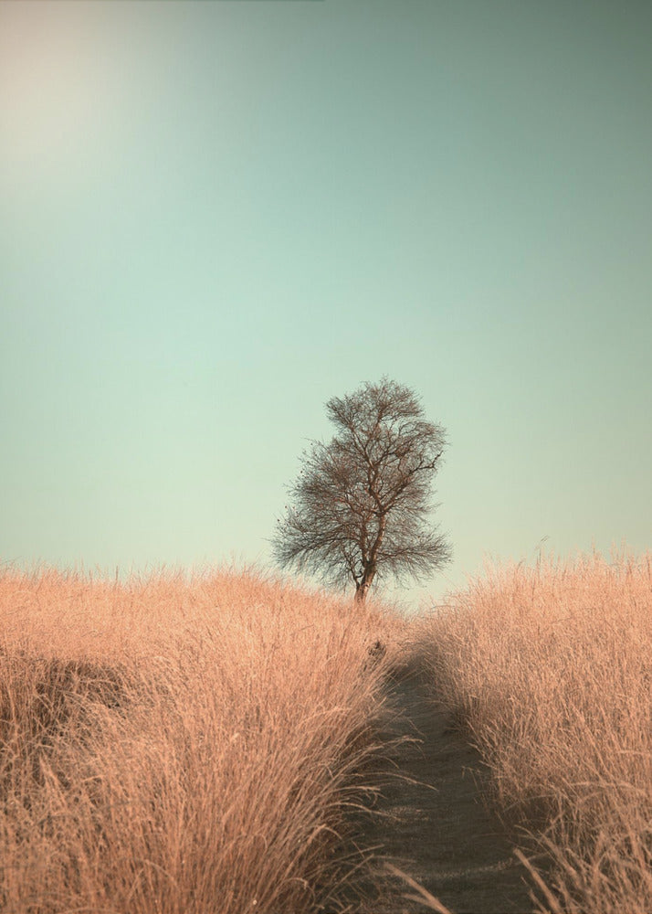 A minimalist photograph of a single bare tree standing alone on a gentle slope in a field of golden, dried grass under a clear, pale teal sky. A narrow path winds its way through the tall grass toward the tree. Print