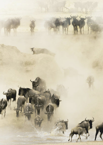 A hazy, sepia-toned photograph depicting the great wildebeest migration. A large herd is seen crossing a river, kicking up dust and water, creating a dynamic and atmospheric scene of wildlife in motion. Artwork