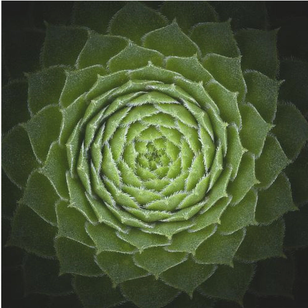 A close-up, top-down photograph of a vibrant green succulent, likely a Sempervivum, displaying a perfect spiral pattern of its fleshy, pointed leaves. The edges of each leaf are fringed with fine white hairs, and the plant is set against a dark, contrasting background, all enclosed in a light wood frame. Poster