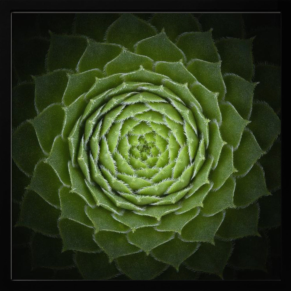 A close-up, top-down photograph of a vibrant green succulent, likely a Sempervivum, displaying a perfect spiral pattern of its fleshy, pointed leaves. The edges of each leaf are fringed with fine white hairs, and the plant is set against a dark, contrasting background, all enclosed in a light wood frame. Poster