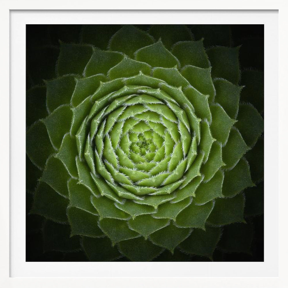 A close-up, top-down photograph of a vibrant green succulent, likely a Sempervivum, displaying a perfect spiral pattern of its fleshy, pointed leaves. The edges of each leaf are fringed with fine white hairs, and the plant is set against a dark, contrasting background, all enclosed in a light wood frame. Poster