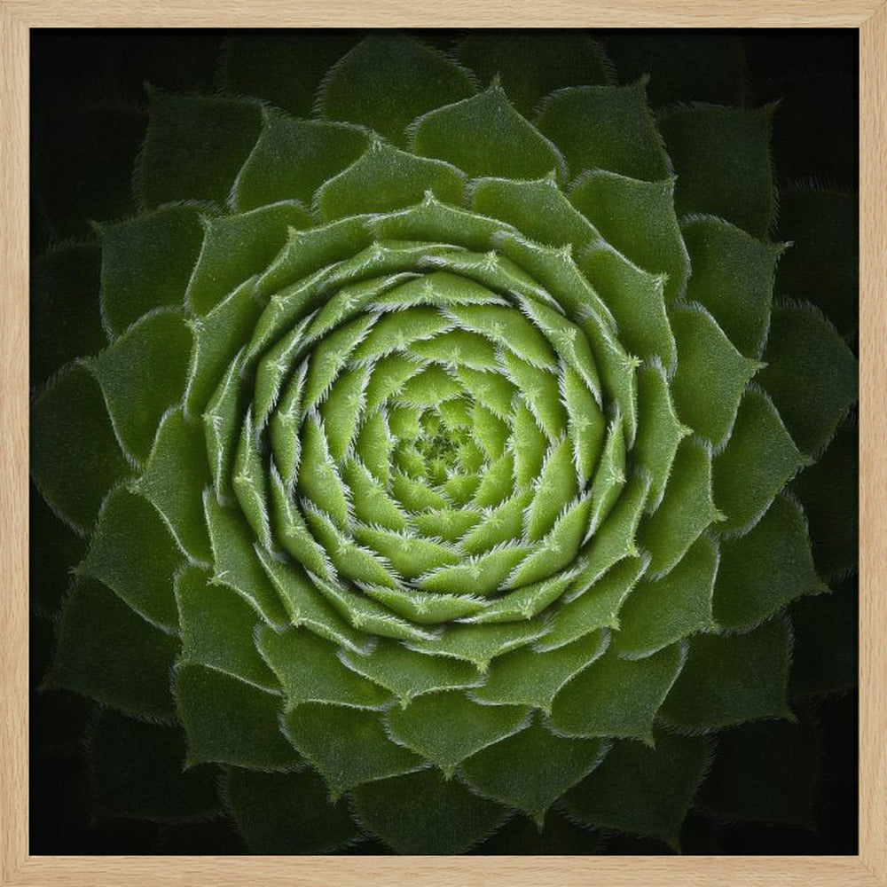 A close-up, top-down photograph of a vibrant green succulent, likely a Sempervivum, displaying a perfect spiral pattern of its fleshy, pointed leaves. The edges of each leaf are fringed with fine white hairs, and the plant is set against a dark, contrasting background, all enclosed in a light wood frame. Poster