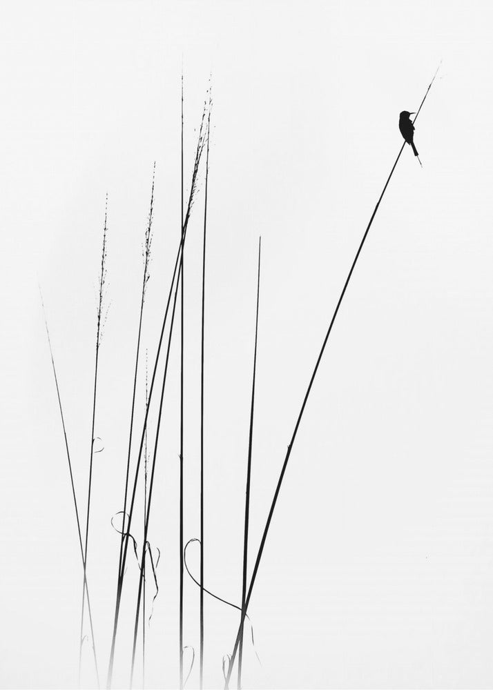 A minimalist black and white photograph of a bird's silhouette perched on top of a long, thin reed against a plain white background. Several other reeds stand in the foreground, creating a simple and serene composition. Wall Art