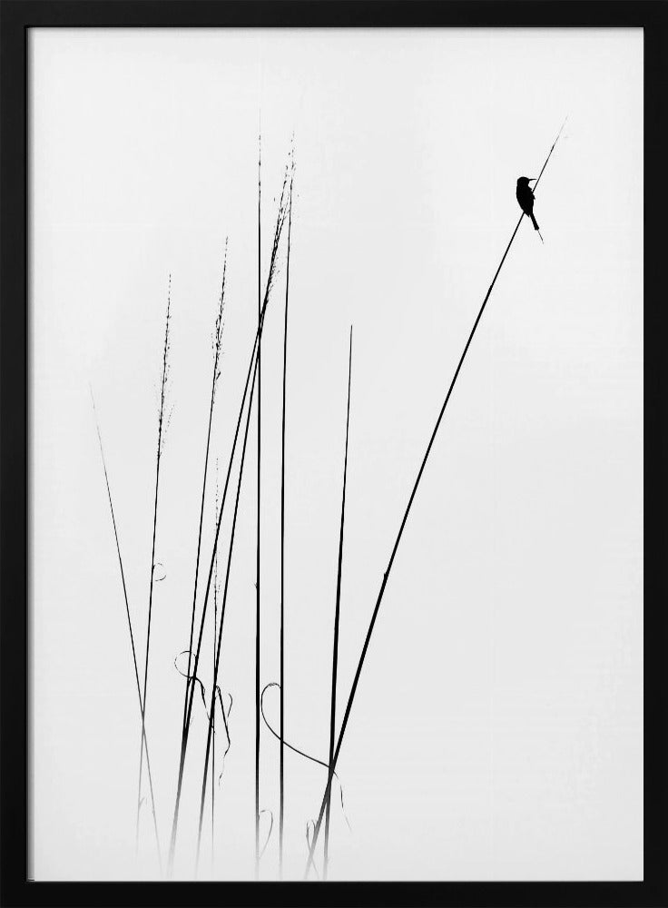 A minimalist black and white photograph of a bird's silhouette perched on top of a long, thin reed against a plain white background. Several other reeds stand in the foreground, creating a simple and serene composition. Wall Art