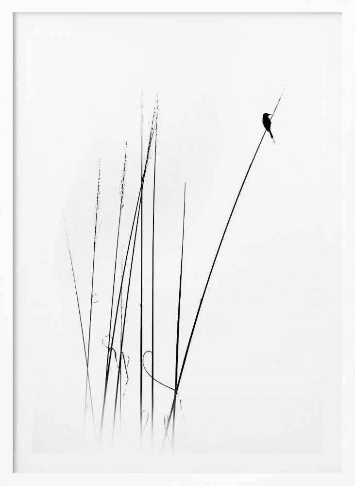 A minimalist black and white photograph of a bird's silhouette perched on top of a long, thin reed against a plain white background. Several other reeds stand in the foreground, creating a simple and serene composition. Wall Art