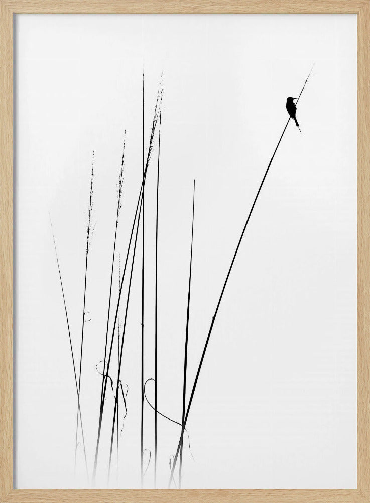 A minimalist black and white photograph of a bird's silhouette perched on top of a long, thin reed against a plain white background. Several other reeds stand in the foreground, creating a simple and serene composition. Wall Art