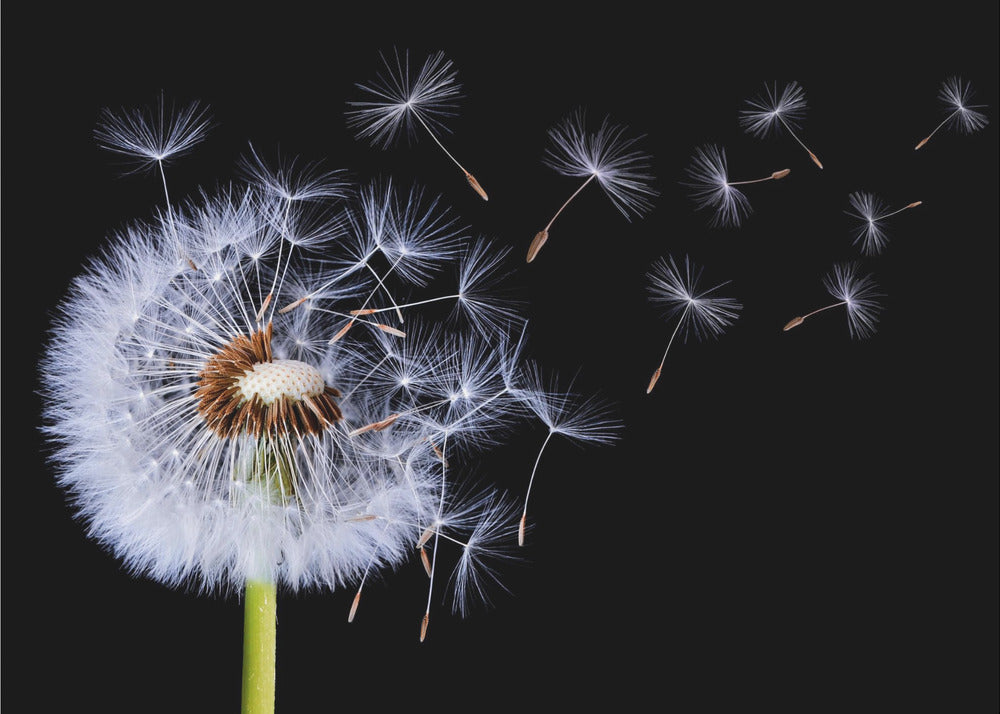 A close-up, framed photograph of a dandelion seed head against a stark black background, with its fluffy white seeds being carried away by an unseen wind. Wall Art