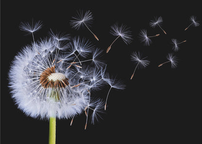 A close-up, framed photograph of a dandelion seed head against a stark black background, with its fluffy white seeds being carried away by an unseen wind. Wall Art