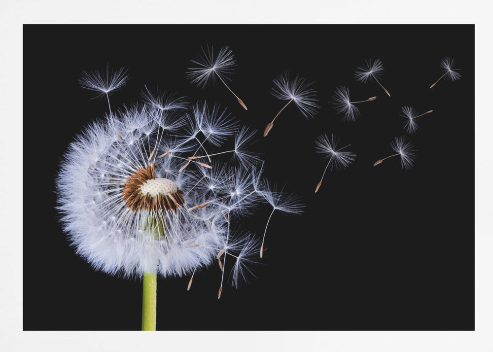 A close-up, framed photograph of a dandelion seed head against a stark black background, with its fluffy white seeds being carried away by an unseen wind. Wall Art