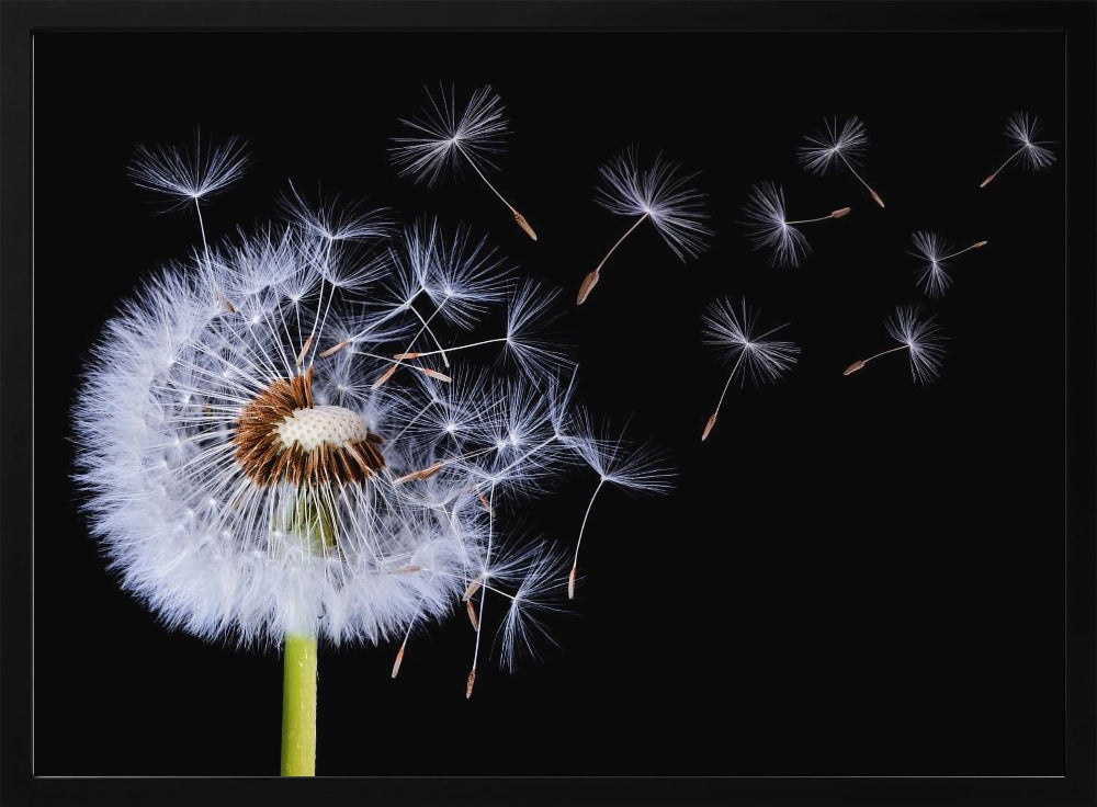 A close-up, framed photograph of a dandelion seed head against a stark black background, with its fluffy white seeds being carried away by an unseen wind. Wall Art