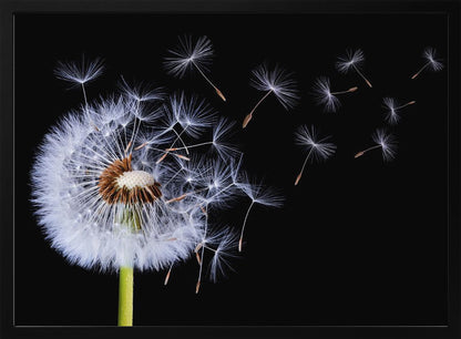 A close-up, framed photograph of a dandelion seed head against a stark black background, with its fluffy white seeds being carried away by an unseen wind. Wall Art