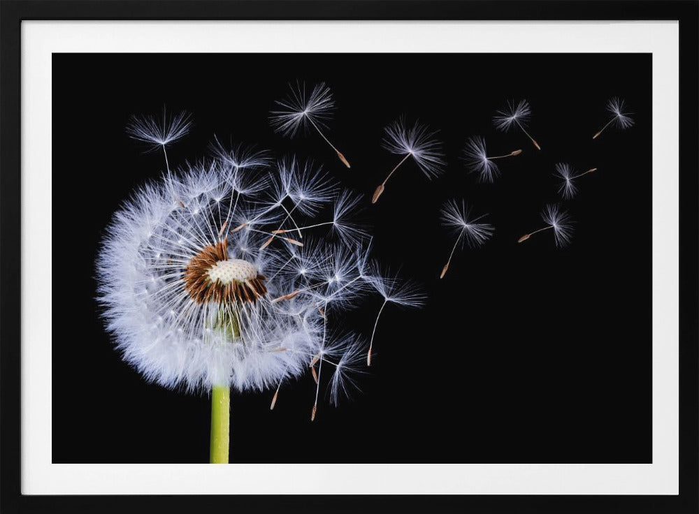 A close-up, framed photograph of a dandelion seed head against a stark black background, with its fluffy white seeds being carried away by an unseen wind. Wall Art