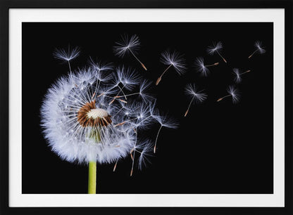 A close-up, framed photograph of a dandelion seed head against a stark black background, with its fluffy white seeds being carried away by an unseen wind. Wall Art