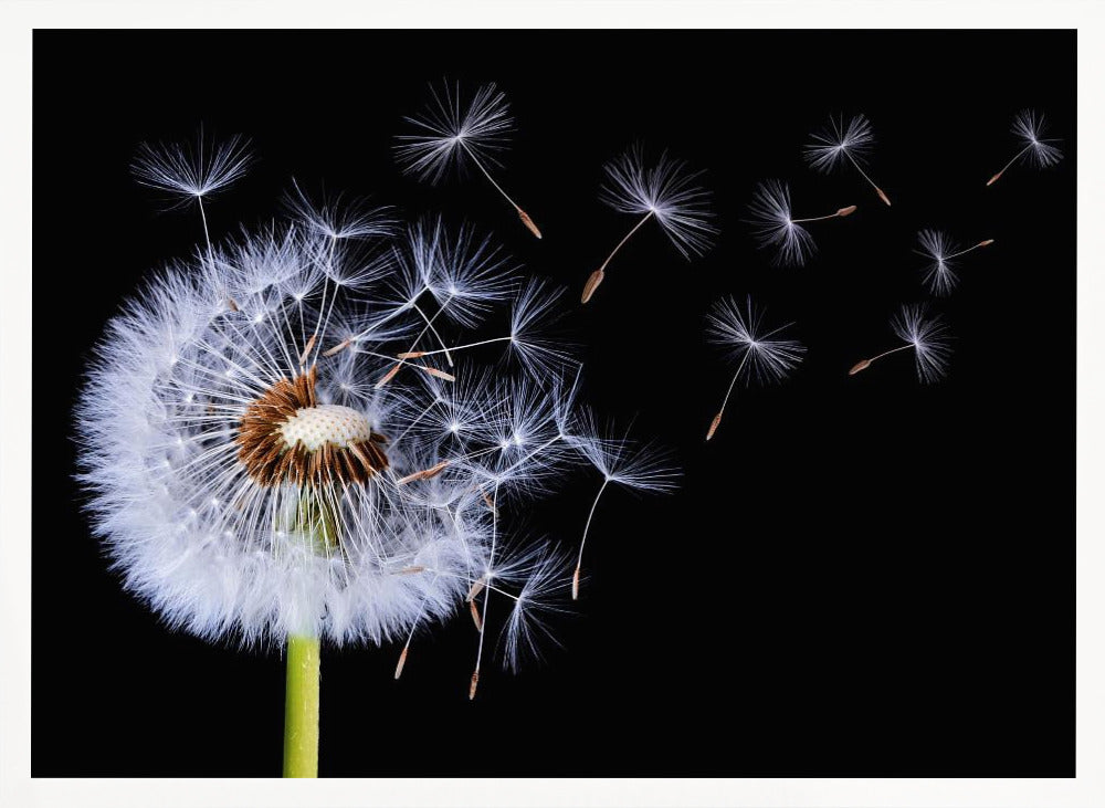 A close-up, framed photograph of a dandelion seed head against a stark black background, with its fluffy white seeds being carried away by an unseen wind. Wall Art