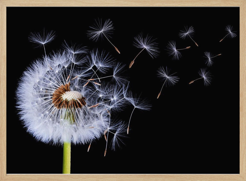 A close-up, framed photograph of a dandelion seed head against a stark black background, with its fluffy white seeds being carried away by an unseen wind. Wall Art